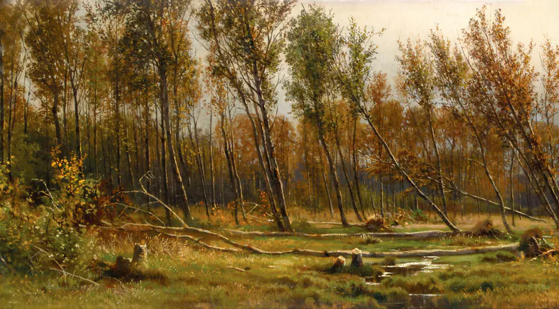 Берёзы после бури
