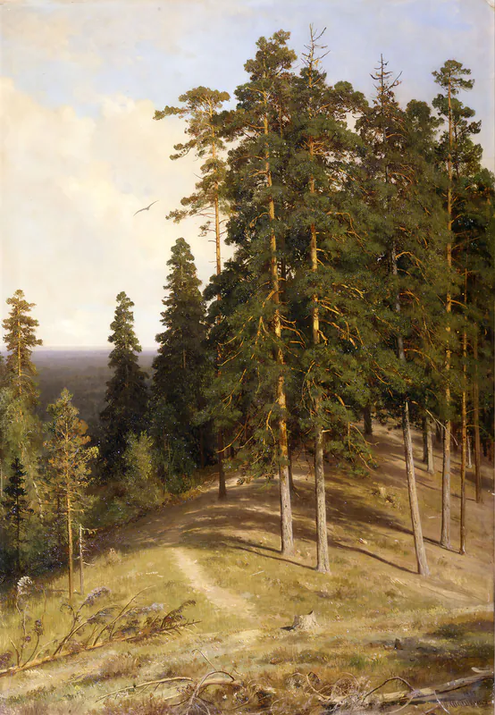 Лес с горы